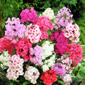 Phlox Mixed