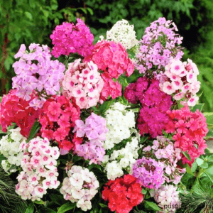 Phlox Mixed