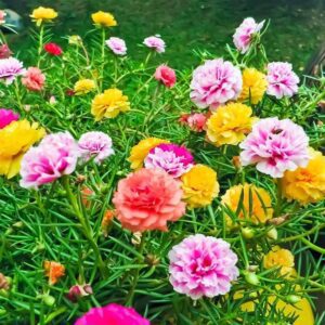 Portulaca Double Mixed