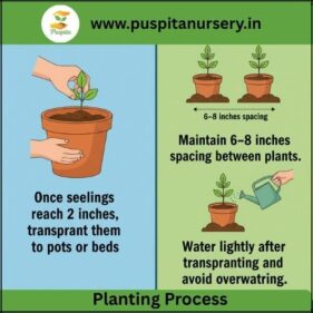 Portulaca Double Mixed Planting Process
