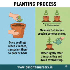 Portulaca Double Mixed Planting Process