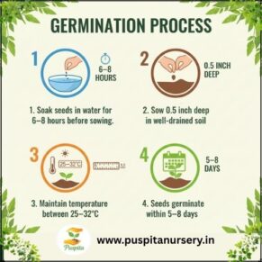 RAM LOU Germination Process