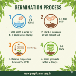 RAM LOU Germination Process