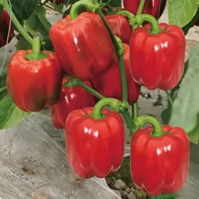 Red Capsicum