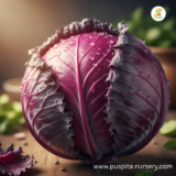 Red cabbage