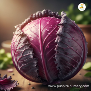Red cabbage