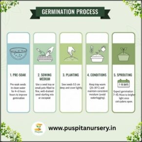 Red capsicum Germination Process