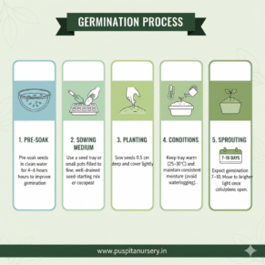 Red capsicum Germination Process