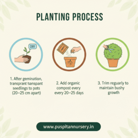 Resemary Planting Process