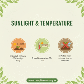 Resemary Sunlight & Temperature