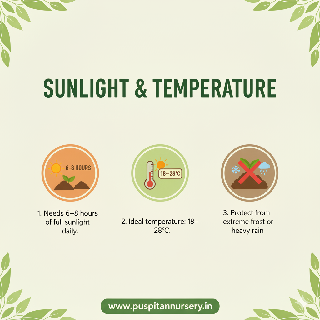 Resemary Sunlight & Temperature