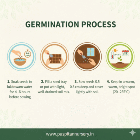 Rosemary Germination Process
