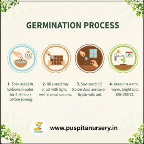 Rosemary Germination Process