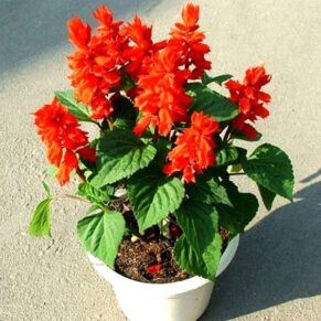 Salvia Red