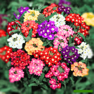 puspita nursery Verbena Flower