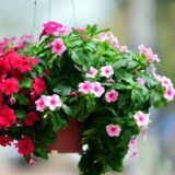 Puspita Nursery Vinca F1 Mixed Seeds – Premium Hybrid Periwinkle Variety | Colorful, Long-Lasting Blooms | Heat & Drought Tolerant | Ideal for Pots, Borders & Landscaping | High Germination Quality Seeds