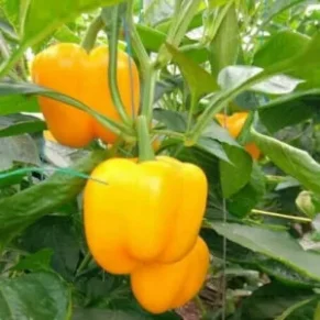 Yellow Capsicum