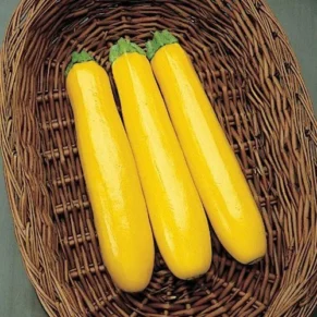 Yellow Squash