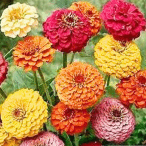 Zinnia Double Flower