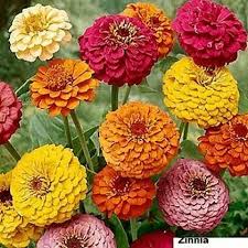 Zinnia Double Flower