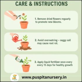 antiirhinum mixed Care & Instructions