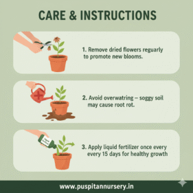 antiirhinum mixed Care & Instructions