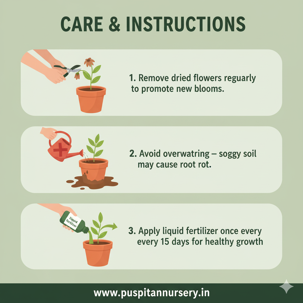 antiirhinum mixed Care & Instructions