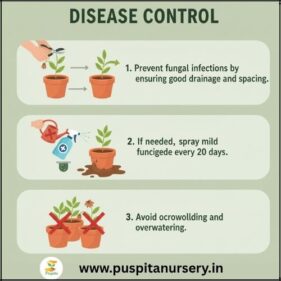 antirhinum mixed Disease Control