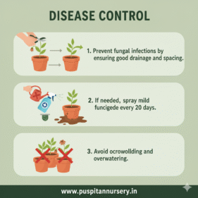 antirhinum mixed Disease Control