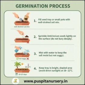 antirhinum mixed Germination Process