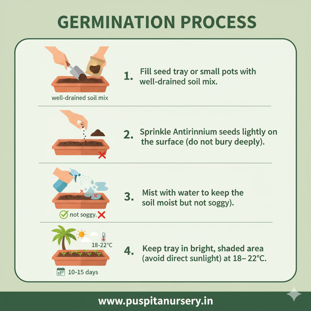 antirhinum mixed Germination Process