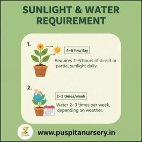antirhinum mixed Sunlight & Water Requirement