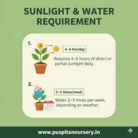 antirhinum mixed Sunlight & Water Requirement