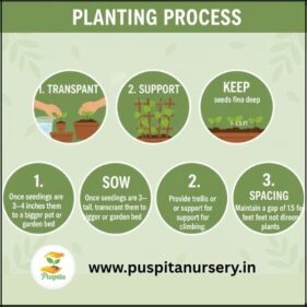 aprajita bouble Planting Process