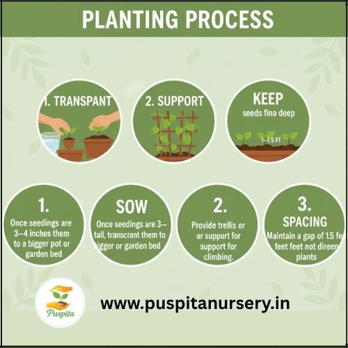 aprajita bouble Planting Process