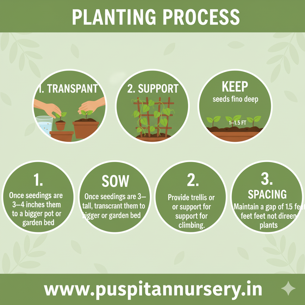 aprajita bouble Planting Process