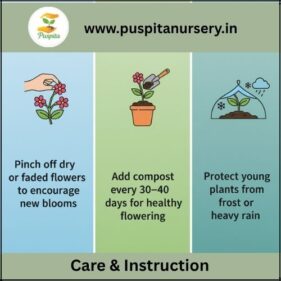 aprajita double Care & Instruction