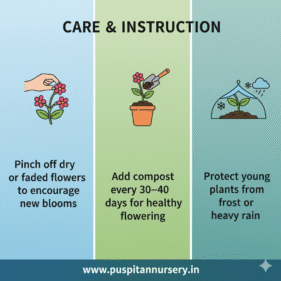 aprajita double Care & Instruction