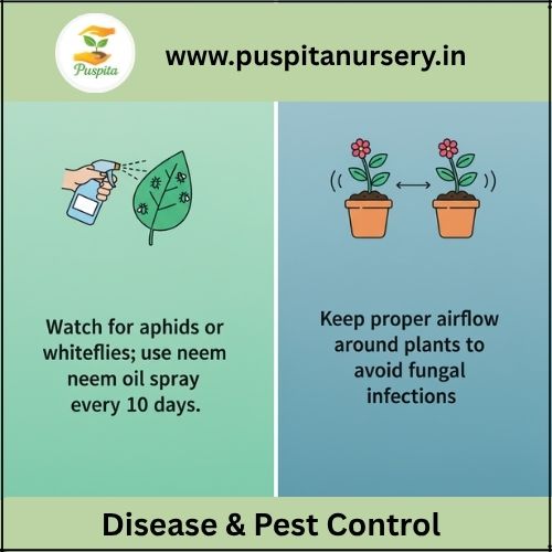 aprajita double Disease & Pest Control
