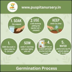 aprajita double Germination Process