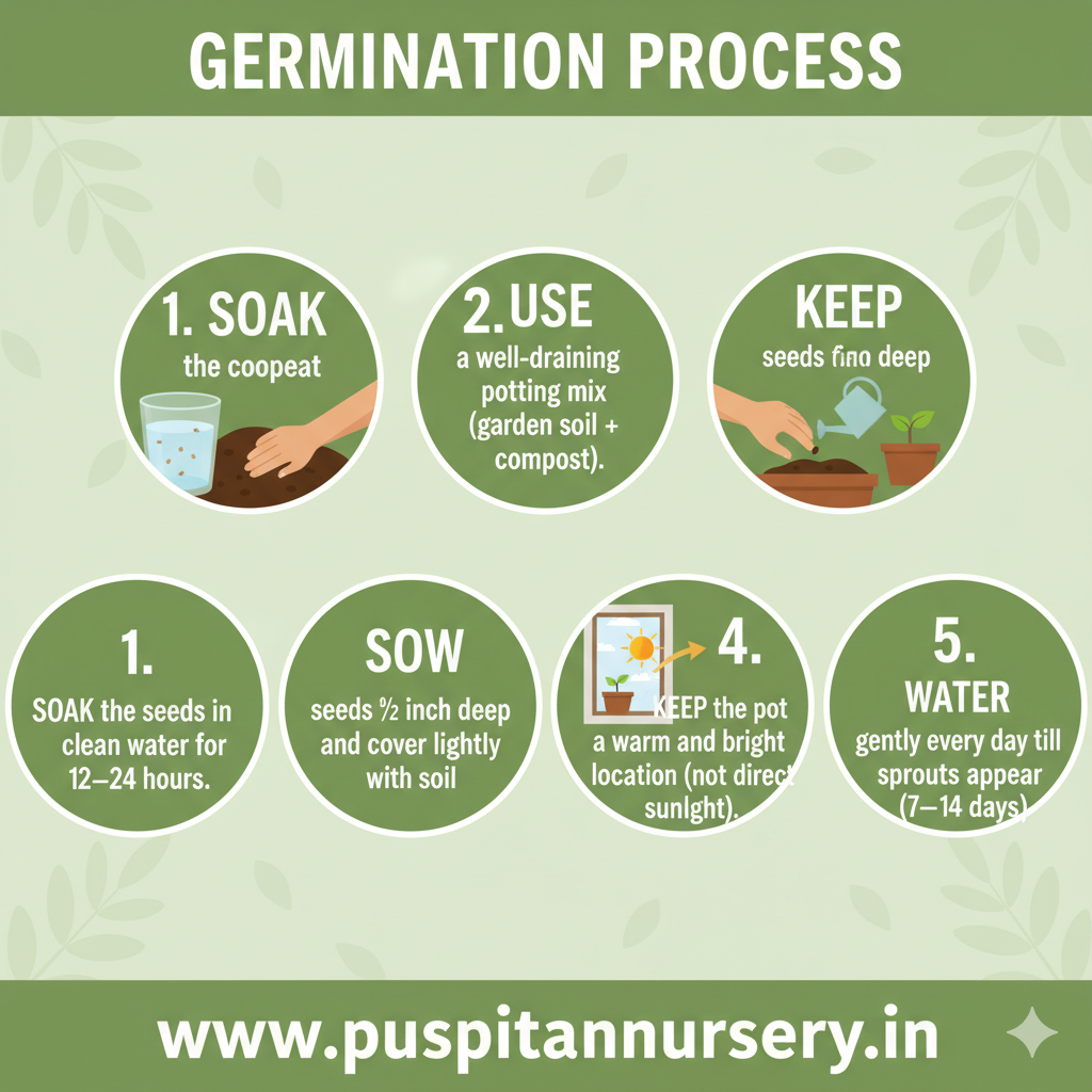 aprajita double Germination Process
