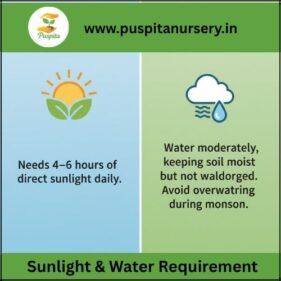 aprajita double Sunlight & Water Requirement