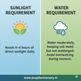 aprajita double Sunlight & Water Requirement