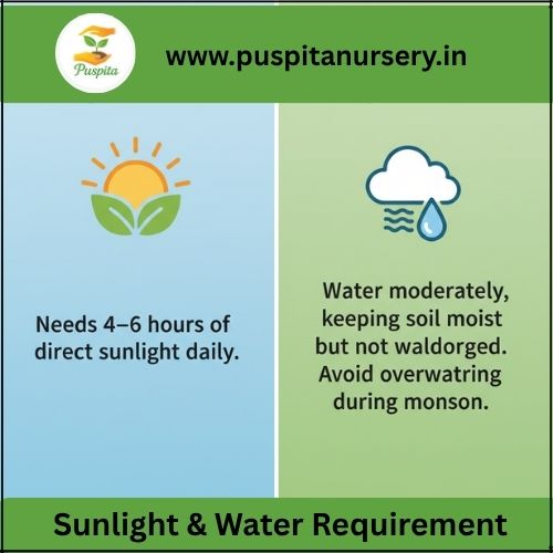 aprajita double Sunlight & Water Requirement