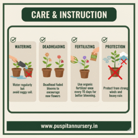 aster double mixed Care & Instruction