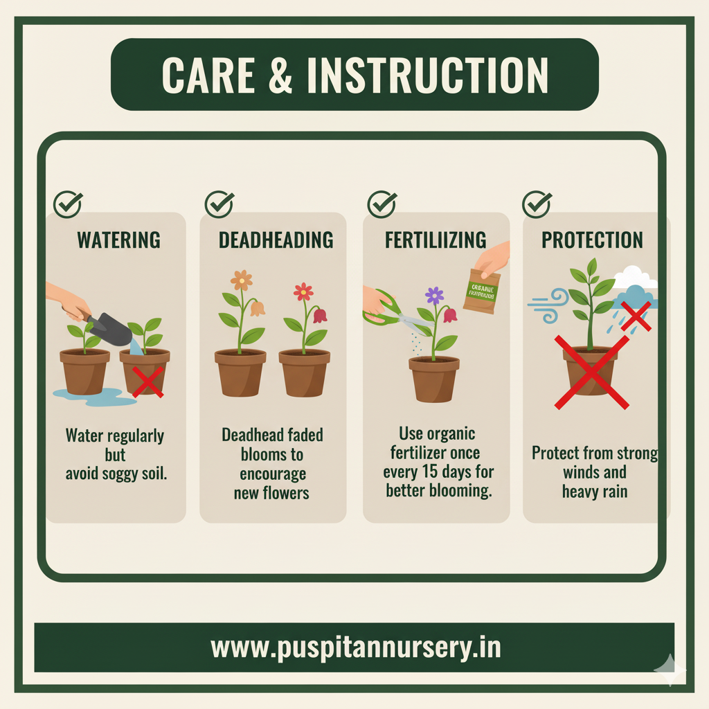 aster double mixed Care & Instruction