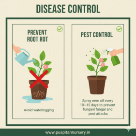aster double mixed Disease Control