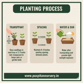 aster double mixed Planting Process
