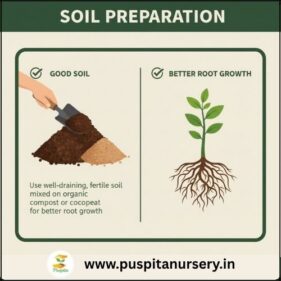 aster double mixed Soil Preparation