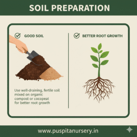 aster double mixed Soil Preparation